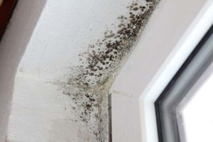I Have Mold, Now What?